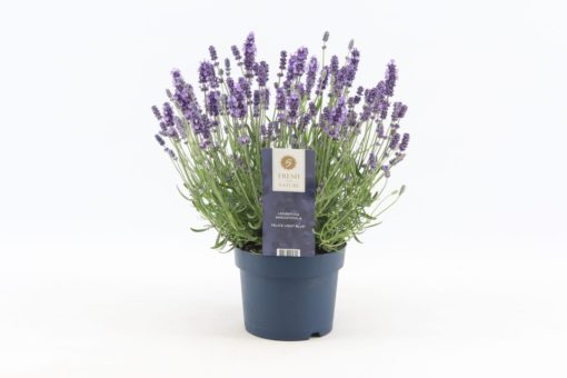 Lavendula Angustifolia - Lavendel 15 cm