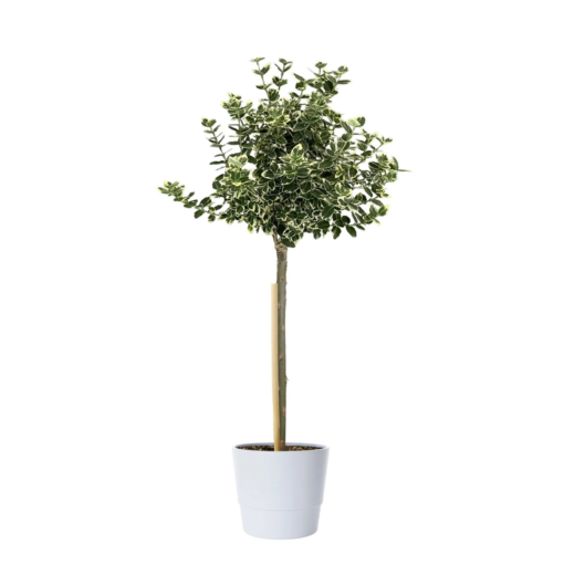 Euonymus Fort. oppstammet 19 cm