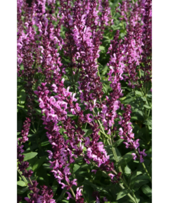 Salvia Nemorosa Sensation - Steppesalvie 17 cm rosa