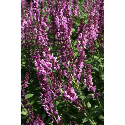 Salvia Nemorosa Sensation - Steppesalvie 17 cm rosa