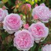 Hageroser David Austin Olivia Rose 6L