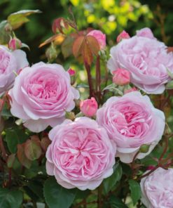 Hageroser David Austin Olivia Rose 6L