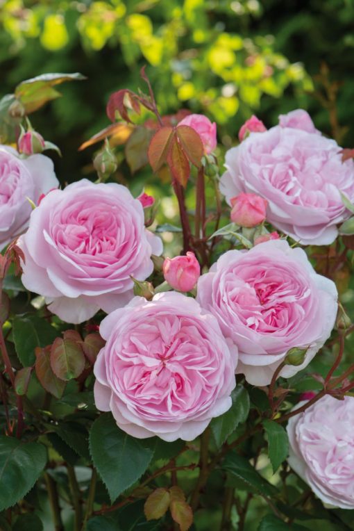 Hageroser David Austin Olivia Rose 6L