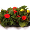 Knollbegonia 12 cm
