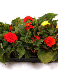 Knollbegonia 12 cm