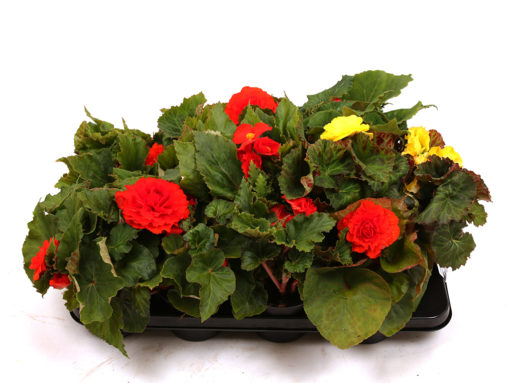 Knollbegonia 12 cm