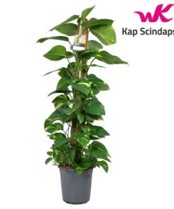 Epipremnum Aureum - Gullranke 24 cm mosstok