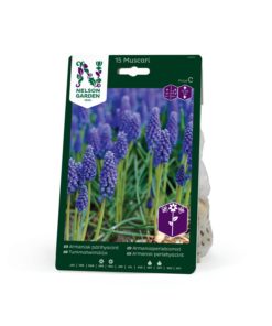 Perleblomst, Muscari Armensk, blå