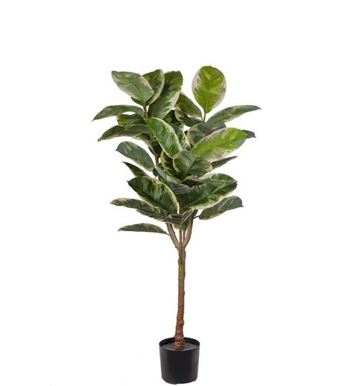 Ficus Robusta