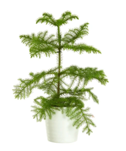 Stuegran - Araucaria 12 cm