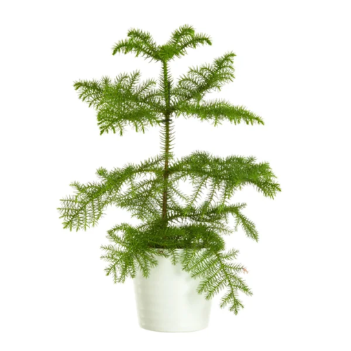 Stuegran - Araucaria 12 cm