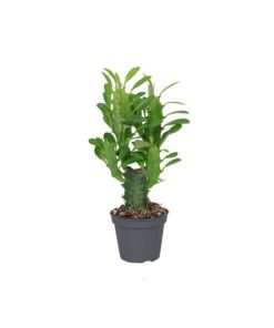 Euphorbia Trigona - Vortemelk mini