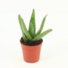 Aloe Vera mini