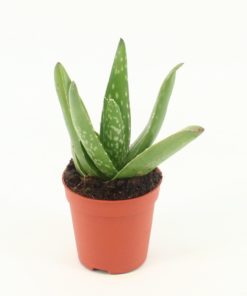 Aloe Vera mini