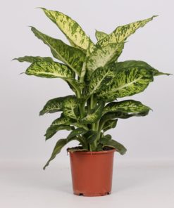 Dieffenbachia - Prikkblad Mars 17 cm