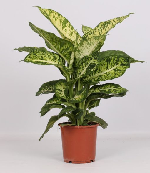 Dieffenbachia - Prikkblad Mars 17 cm