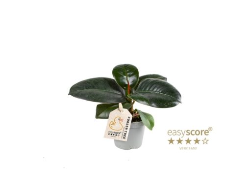 Ficus Robusta mini