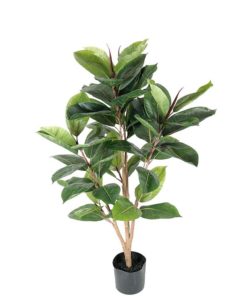 Ficus Robusta