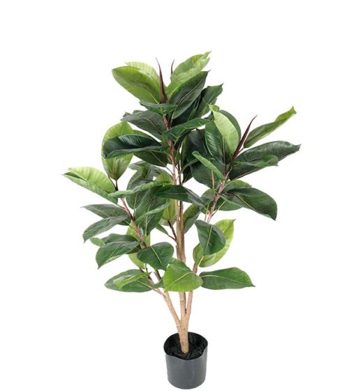 Ficus Robusta