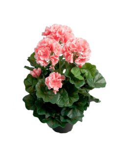 Pelargonia