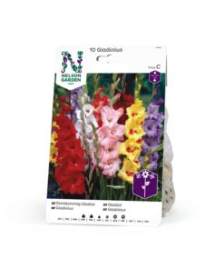 Gladiol storbl. blandede farger