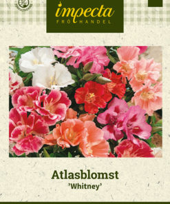 Atlasblomst 'Whitney' Miksfarget