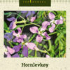Hornlevkøy Rosa