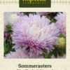 Sommerasters 'King Size Appleblossom' Rosa