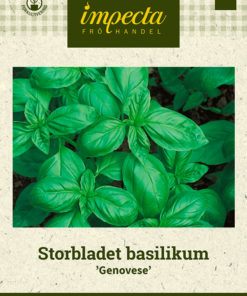 Storbladet basilikum 'Genovese' Lila