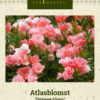 Atlasblomst 'Orange Glory' Rosa