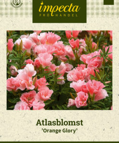 Atlasblomst 'Orange Glory' Rosa