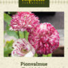 Pionvalmue 'Flemish Antique' Rød