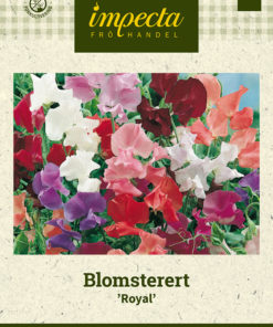 Blomsterert 'Royal' Miksfarget