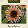 Rød solsikke 'Astra Rose' Rosa