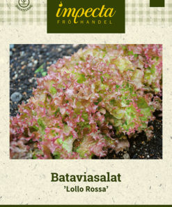 Bataviasalat 'Lollo Rossa' Rosa