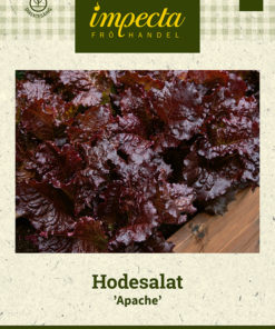 Hodesalat 'Apache' Rød