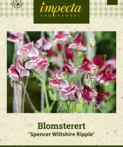 Blomsterert 'Spencer Wiltshire Ripple' Rød