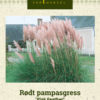 Rødt pampasgress 'Pink Feather' Rosa