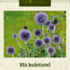 Blå kuletistel blå