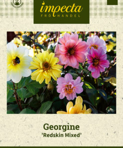 Georgine 'Redskin Mixed' Miksfarget