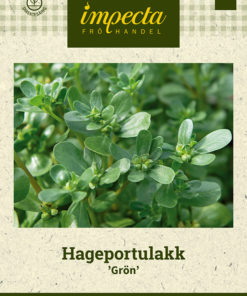 Hageportulakk 'Grön' grønn