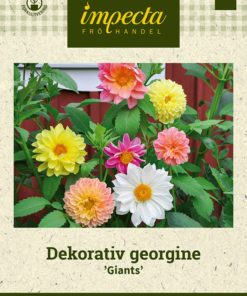 Dekorativ georgine 'Giants' Miksfarget