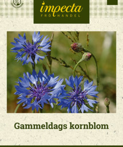 Gammeldags kornblom blå