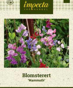 Blomsterert 'Mammoth' Miksfarget