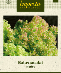 Bataviasalat 'Merlot' grønn