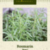 Rosmarin 'Rosy' grå