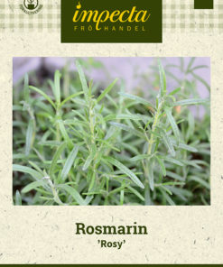 Rosmarin 'Rosy' grå