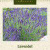Lavendel blå