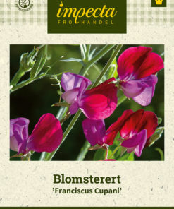 Blomsterert 'Franciscus Cupani' Lila