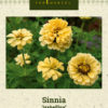 Sinnia 'Isabellina' Gul